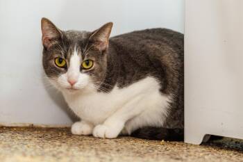 Daisy -  Domestic Short Hair Cat for Adoption in Chester Springs, Pennsylvania - Daisy | PetCurious