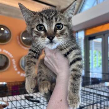 Aspen -  Domestic Short Hair Cat for Adoption in Bentonville, Arkansas - Aspen | PetCurious
