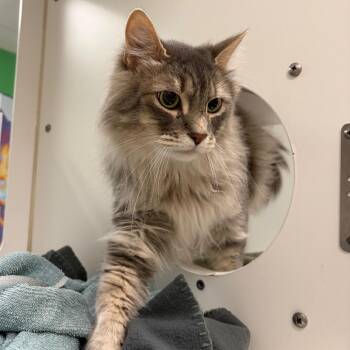 Stetson -  Domestic Long Hair Cat for Adoption in Cheyenne, Wyoming - Stetson | PetCurious