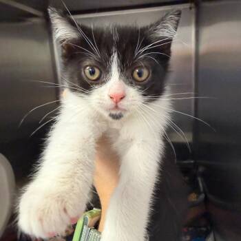 Zuri -  Domestic Short Hair Cat for Adoption in Port Charlotte, Florida - Zuri | PetCurious