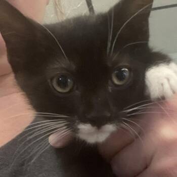 Rescue Domestic Short Hair Cats for Adoption in Spokane, Washington - Jax | PetCurious