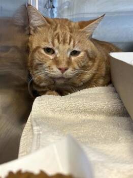 Domestic Short Hair Cats Available for Adoption - 60548287 | PetCurious