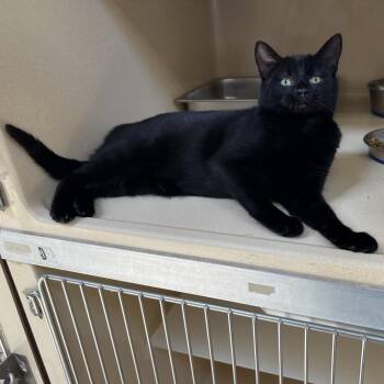 Endora -  Bombay and Domestic Short Hair Cat for Adoption in Clarksville, Virginia - Endora | PetCurious
