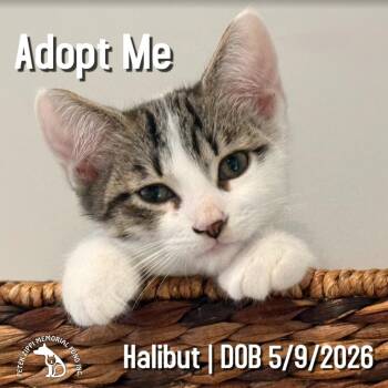 Halibut "Hal" -  Domestic Short Hair and Tabby Cat for Adoption in Hermosa Beach, California - Halibut "Hal" | PetCurious