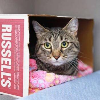 Hope -  Domestic Short Hair Cat for Adoption in Atlanta, Georgia - Hope | PetCurious