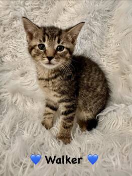 Walker -  Domestic Short Hair Cat for Adoption in Copley, Ohio - Walker | PetCurious