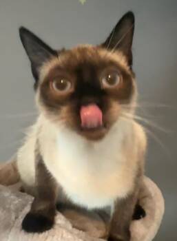 Siamese Cats Available for Adoption - Lyla | PetCurious