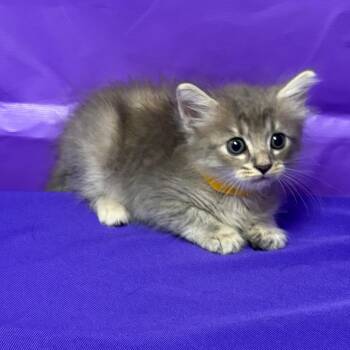 Lady Shiva -  Domestic Medium Hair Cat for Adoption in North Myrtle Beach, South Carolina - Lady Shiva | PetCurious