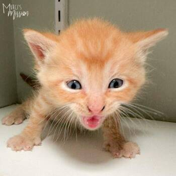 Reburn -  Domestic Short Hair Cat for Adoption in Spokane, Washington - Reburn | PetCurious