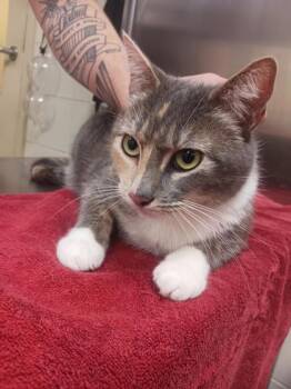 Domestic Short Hair Cats Available for Adoption - Lilith | PetCurious