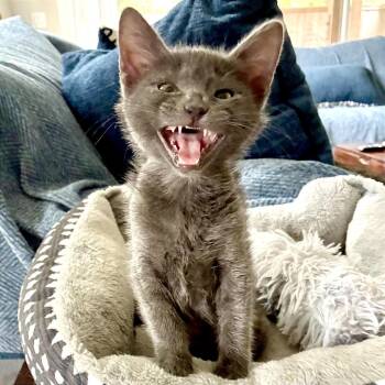 Pebble (bonded with Parker) -  Russian Blue and Domestic Short Hair Cat Available for Adoption in Houston, Texas - Pebble (bonded With Parker) | PetCurious