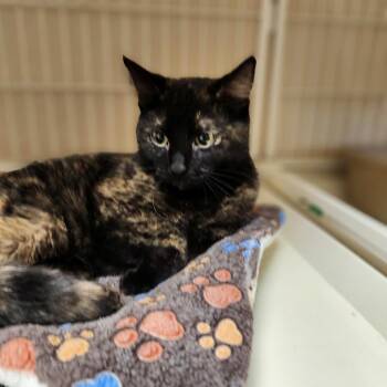 Tortoiseshell Cats Available for Adoption in Waupun, Wisconsin - Kora | PetCurious
