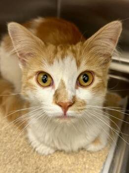Bingo -  Domestic Medium Hair Cat for Adoption in Wichita, Kansas - Bingo | PetCurious