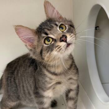 Bang -  Domestic Short Hair Cat for Adoption in Champaign, Illinois - Bang | PetCurious