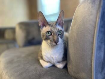 Higgins -  Cornish Rex Cat for Adoption in Blanchard, Oklahoma - Higgins | PetCurious