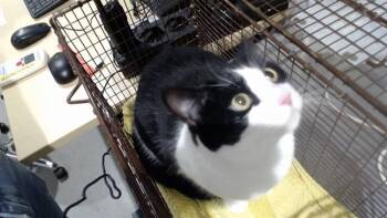 SASHA -  Domestic Short Hair Cat for Adoption in San Francisco, California - SASHA | PetCurious