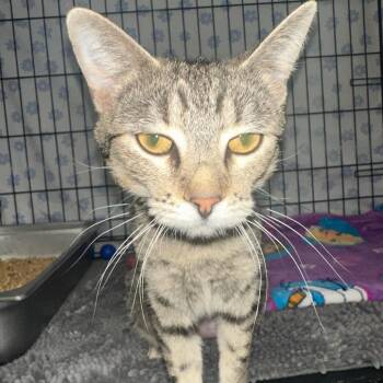 Vegas -  Domestic Short Hair Cat for Adoption in Bismarck, North Dakota - Vegas | PetCurious