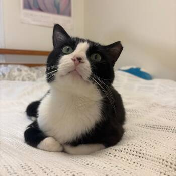 Ellis -  Domestic Short Hair Cat for Adoption in Evanston, Illinois - Ellis | PetCurious