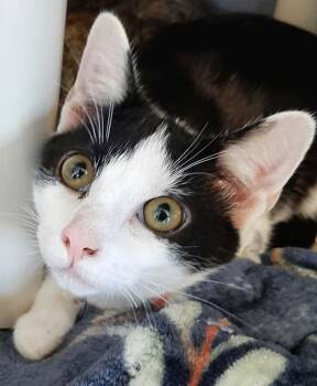 Maitland -  Domestic Short Hair Cat for Adoption in Georgetown, Ohio - Maitland | PetCurious