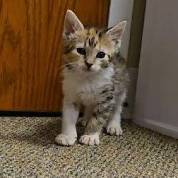 Poppy -  Calico Cat for Adoption in Hopkinsville, Kentucky - Poppy | PetCurious