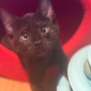 Rescue Domestic Short Hair Cats for Adoption in Tulsa, Oklahoma - Hip | PetCurious