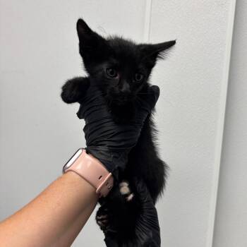 Frankie -  Domestic Short Hair Cat for Adoption in Abilene, Texas - Frankie | PetCurious