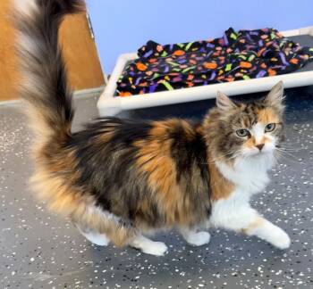 Domestic Long Hair Cats Available for Adoption in Thousand Oaks, California - Nicholle | PetCurious
