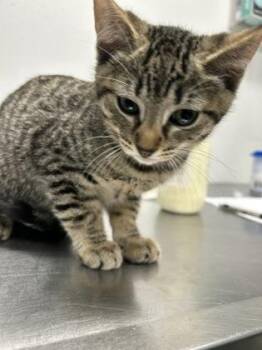 Quincy -  Domestic Short Hair Cat for Adoption in West Chester, Pennsylvania - Quincy | PetCurious