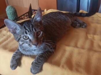 Starlight -  Domestic Short Hair and Tabby Cat for Adoption in Columbus, Minnesota - Starlight | PetCurious