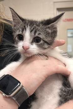 Smuckers -  Domestic Short Hair Cat for Adoption in Fishers, Indiana - Smuckers | PetCurious