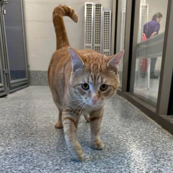 Domestic Short Hair Cats Available for Adoption in Manassas, Virginia - August (ID 50860/1025) | PetCurious