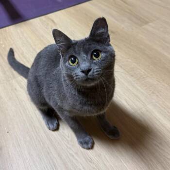 Russian Blue and Domestic Short Hair Cats Available for Adoption - Gigi | PetCurious