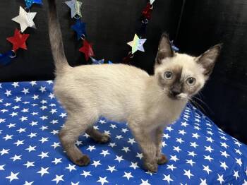 Jazzy -  Siamese and Domestic Short Hair Cat for Adoption in Fayetteville, Georgia - Jazzy | PetCurious