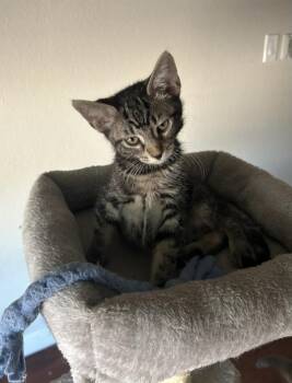 Jett Johnson -  Domestic Short Hair and Tabby Cat for Adoption in Chandler, Arizona - Jett Johnson | PetCurious