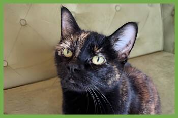 Storm -  Domestic Short Hair Cat for Adoption in Amherst, Massachusetts - Storm | PetCurious