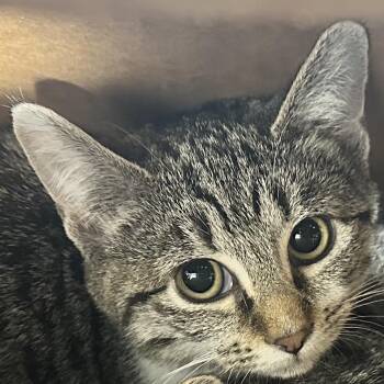 Domestic Short Hair Cats Available for Adoption - Buttercup | PetCurious