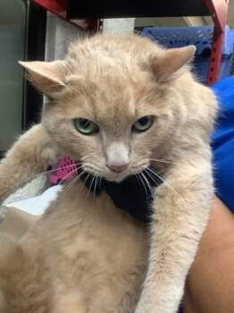 Rescue Domestic Short Hair Cats for Adoption in Fort Worth, Texas - 59827348 | PetCurious