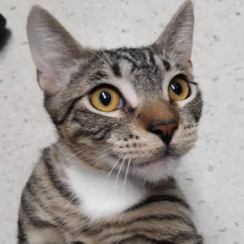 Soki -  Domestic Short Hair Cat for Adoption in Spokane, Washington - Soki | PetCurious