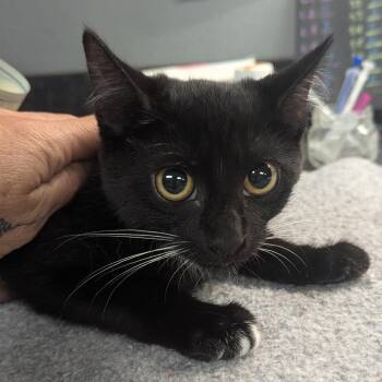 Sugar -  Domestic Short Hair Cat for Adoption in Brighton, Missouri - Sugar | PetCurious