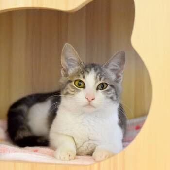 Domestic Medium Hair Cats Available for Adoption in Kailua-kona, Hawaii - Louise | PetCurious
