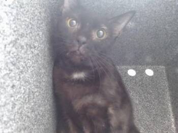 A605271 -  Domestic Short Hair Cat for Adoption in Orlando, Florida - A605271 | PetCurious