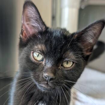 Jaguar -  Domestic Short Hair Cat for Adoption in Jefferson, Wisconsin - Jaguar | PetCurious