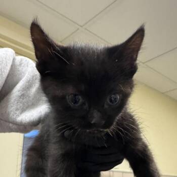 Winkle -  Domestic Short Hair Cat for Adoption in Chicago, Illinois - Winkle | PetCurious