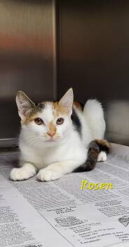 Rosen -  Domestic Short Hair Cat for Adoption in Marion, Mississippi - Rosen | PetCurious