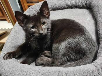 Lloyd -  Domestic Short Hair Cat for Adoption in Topeka, Kansas - Lloyd | PetCurious