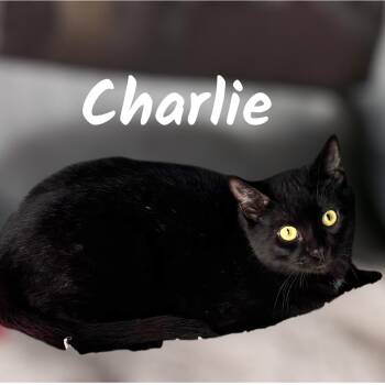 Domestic Short Hair Cats Available for Adoption - Charlie | PetCurious