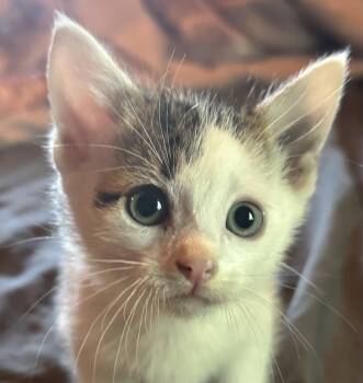 Magic Marker -  Domestic Short Hair Cat Available for Adoption in Richmond, Virginia - Magic Marker | PetCurious