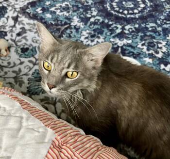 Oscar -  Domestic Medium Hair Cat for Adoption in Rural Hall, North Carolina - Oscar | PetCurious