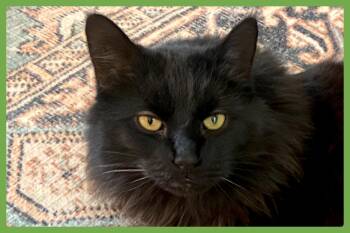 Little Boy -  Domestic Long Hair Cat for Adoption in Amherst, Massachusetts - Little Boy | PetCurious