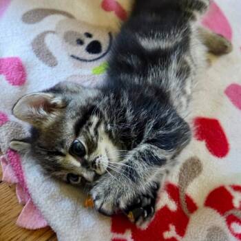 Domestic Short Hair Cats Available for Adoption in Woodstock, Virginia - Melon Miller | PetCurious